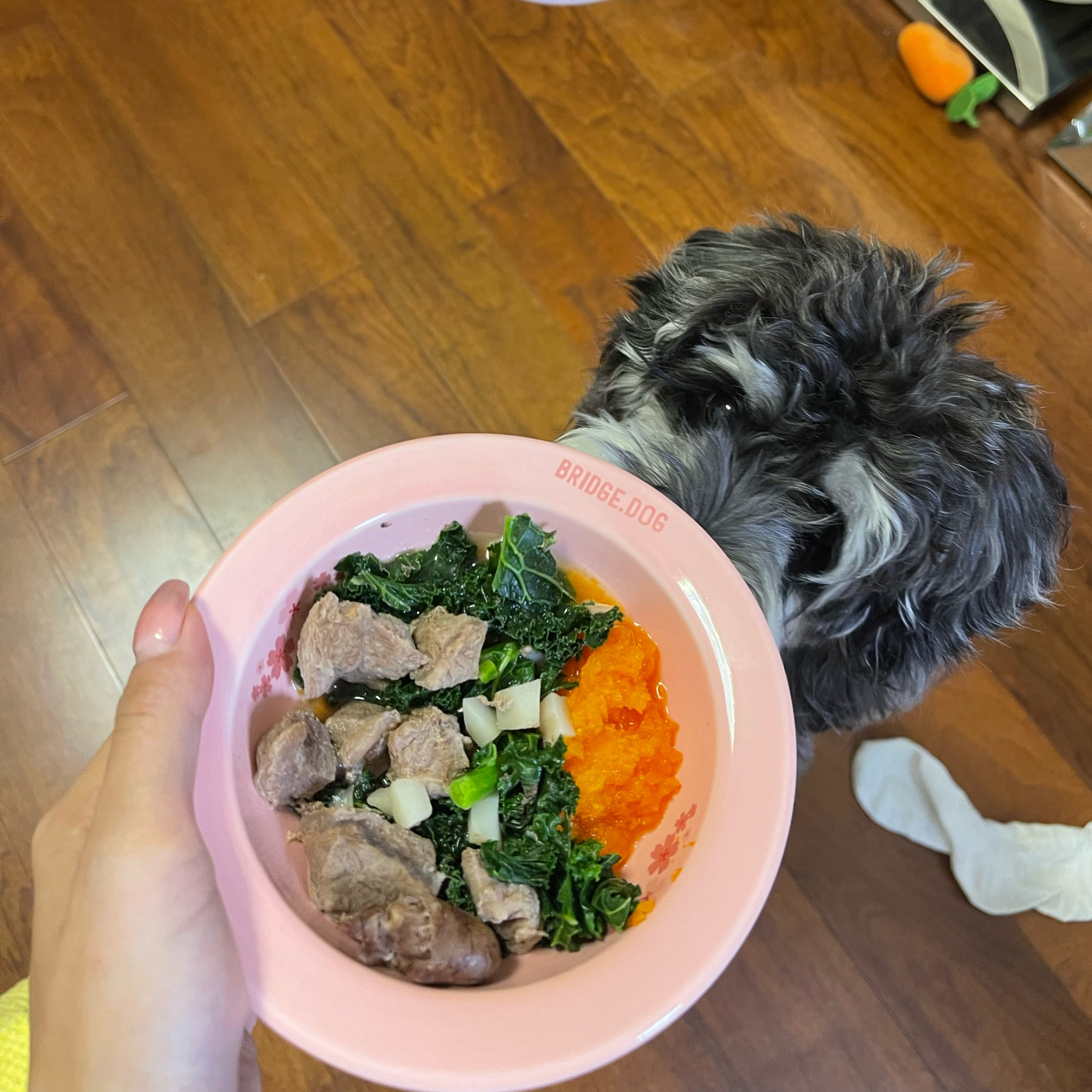 点拼好饭被骂狗饭点拼好饭，一场误解引发的争议与反思